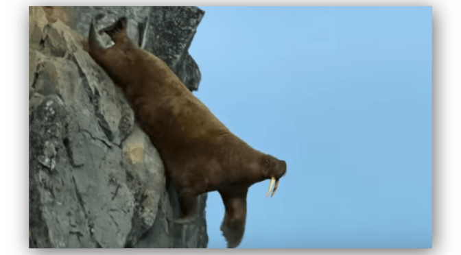 The Great Deceiver – Netflix