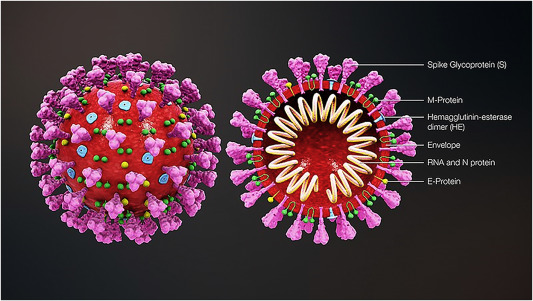 Coronavirus COVID- 19: A critical review of its history, pathogenesis, transmission, diagnosis and treatment